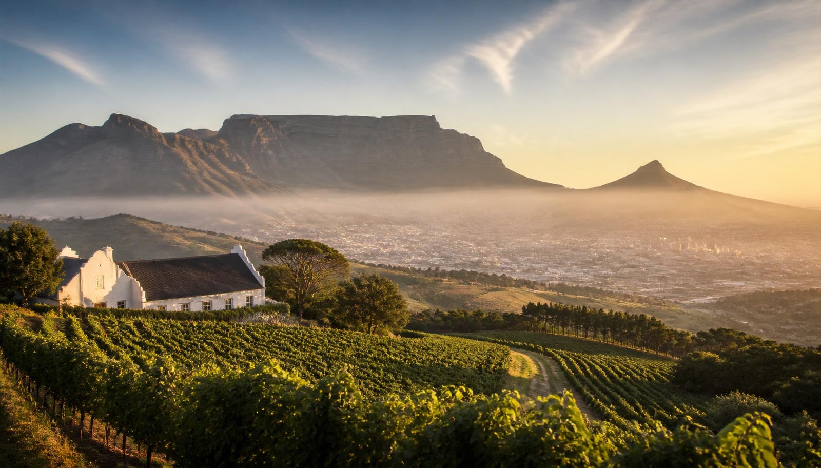 Cape Town vineyards